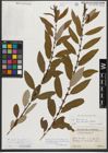 Foto von Salix triandra subsp. amygdalina (L.) Schübl. & G. Martens